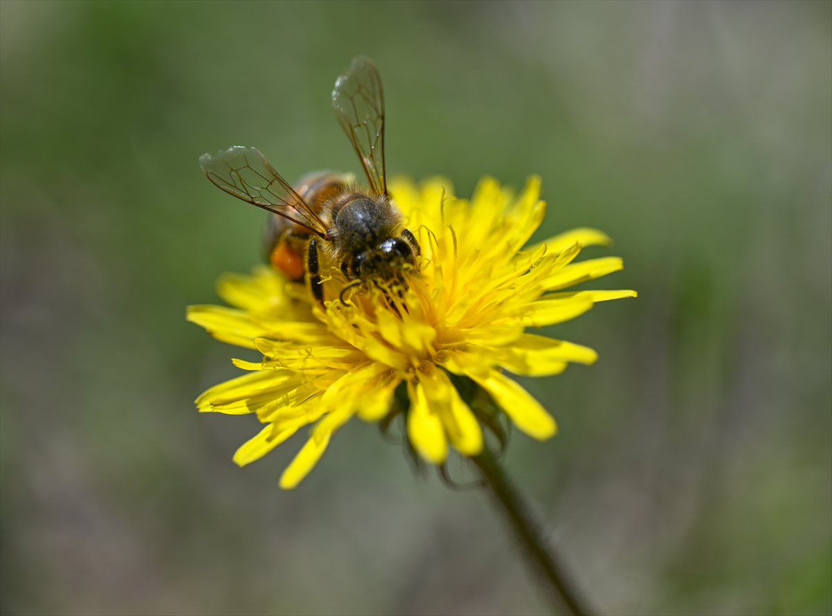 Arıların bahar mesaisi
