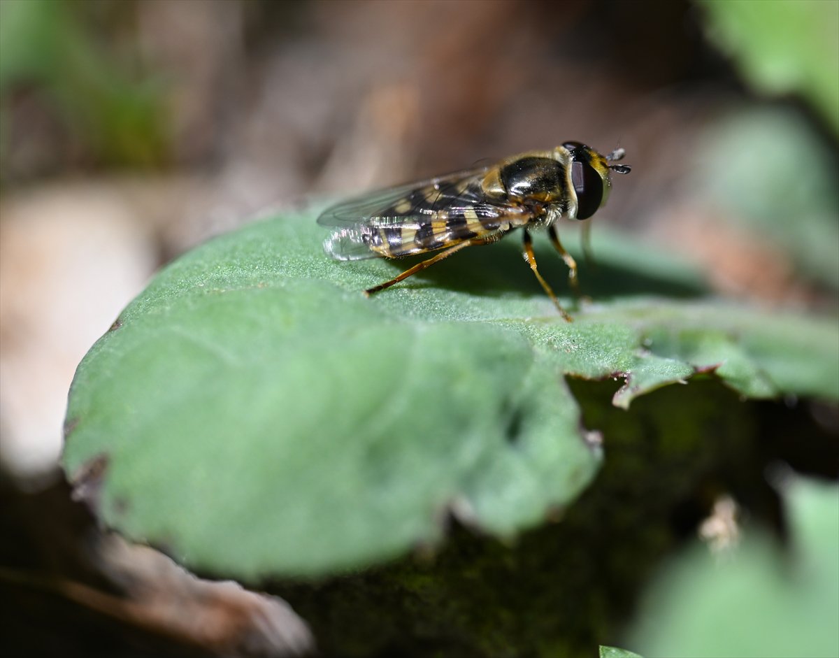 Arıların bahar mesaisi