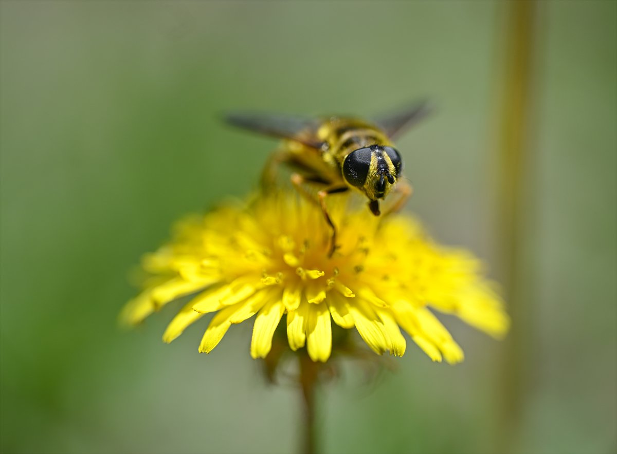 Arıların bahar mesaisi