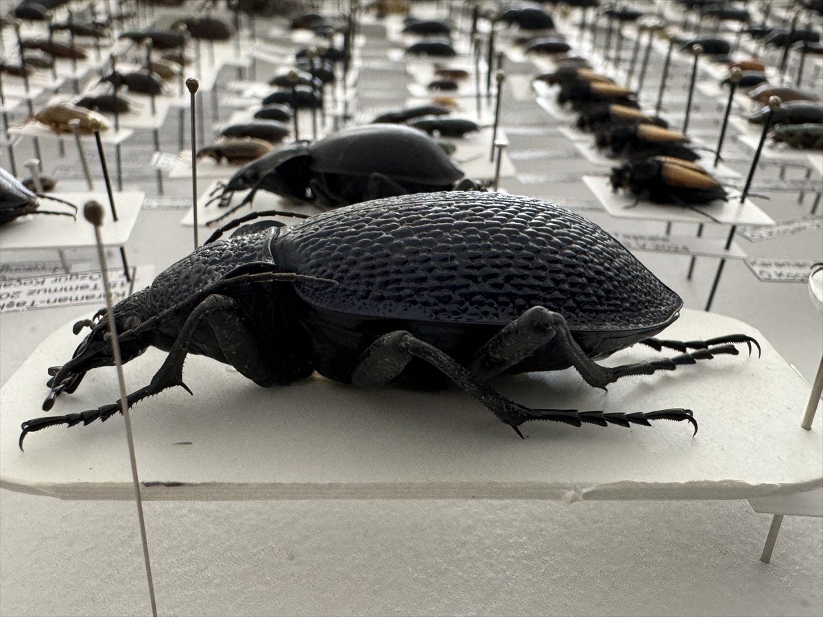 Jeoloji mühendisi keşfettiği böcek türlerine ailesinin ismini verdi