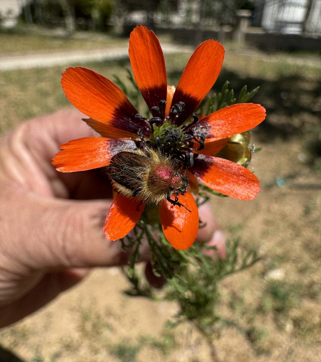 Jeoloji mühendisi keşfettiği böcek türlerine ailesinin ismini verdi