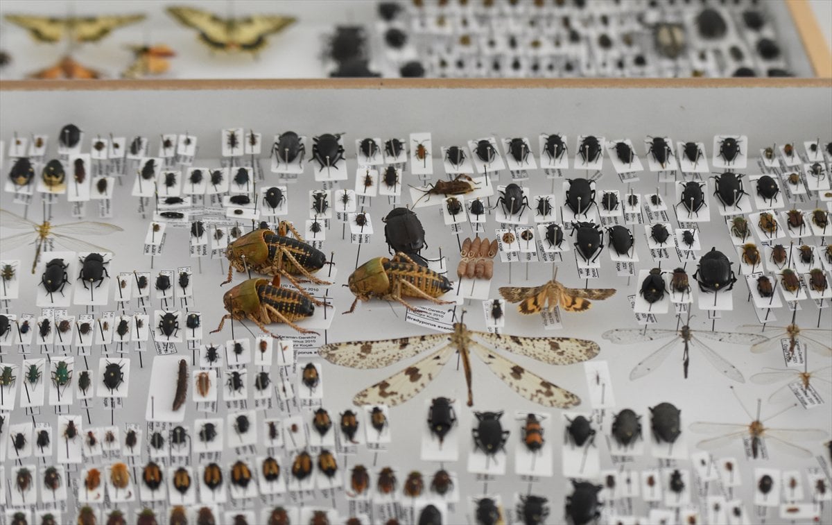 Jeoloji mühendisi keşfettiği böcek türlerine ailesinin ismini verdi