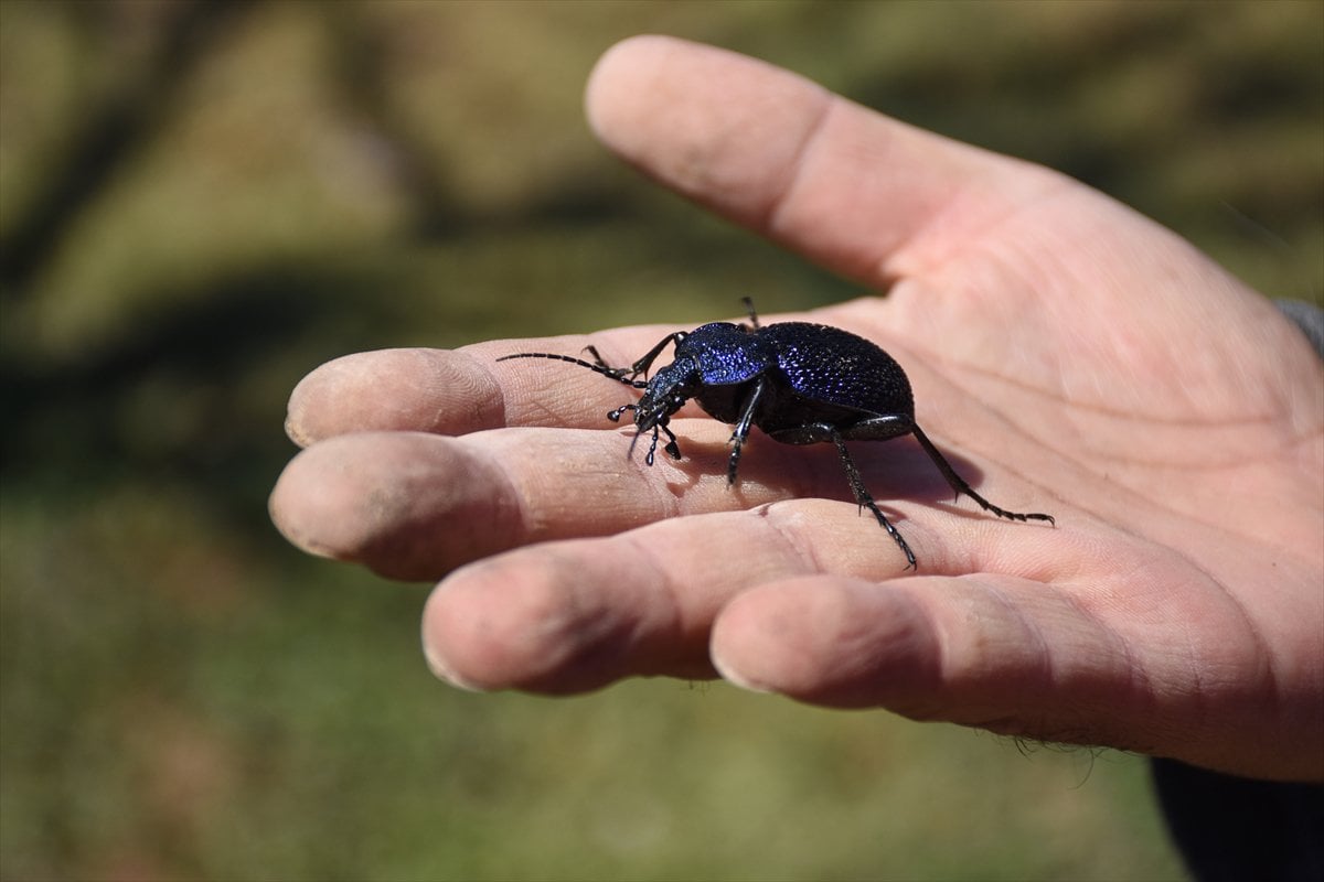 Jeoloji mühendisi keşfettiği böcek türlerine ailesinin ismini verdi