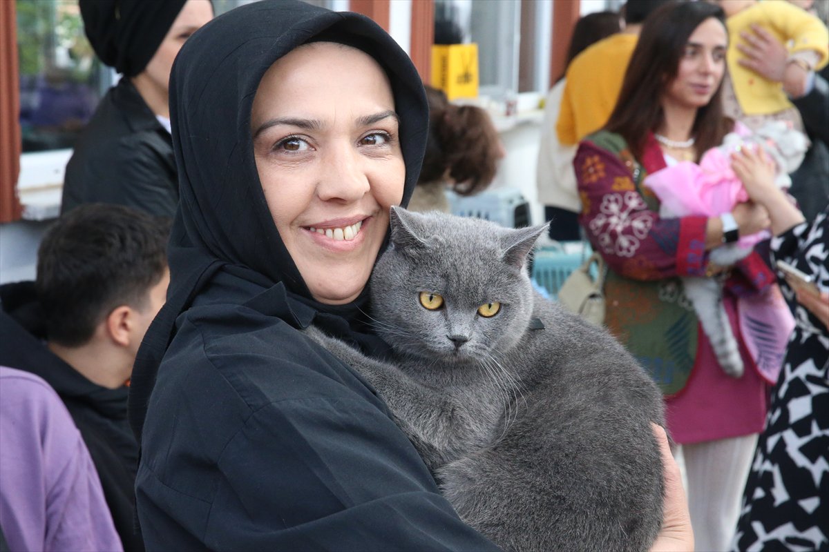 Tokat’ta minik pati şöleni: Kediler güzellik yarışmasında podyuma çıktı