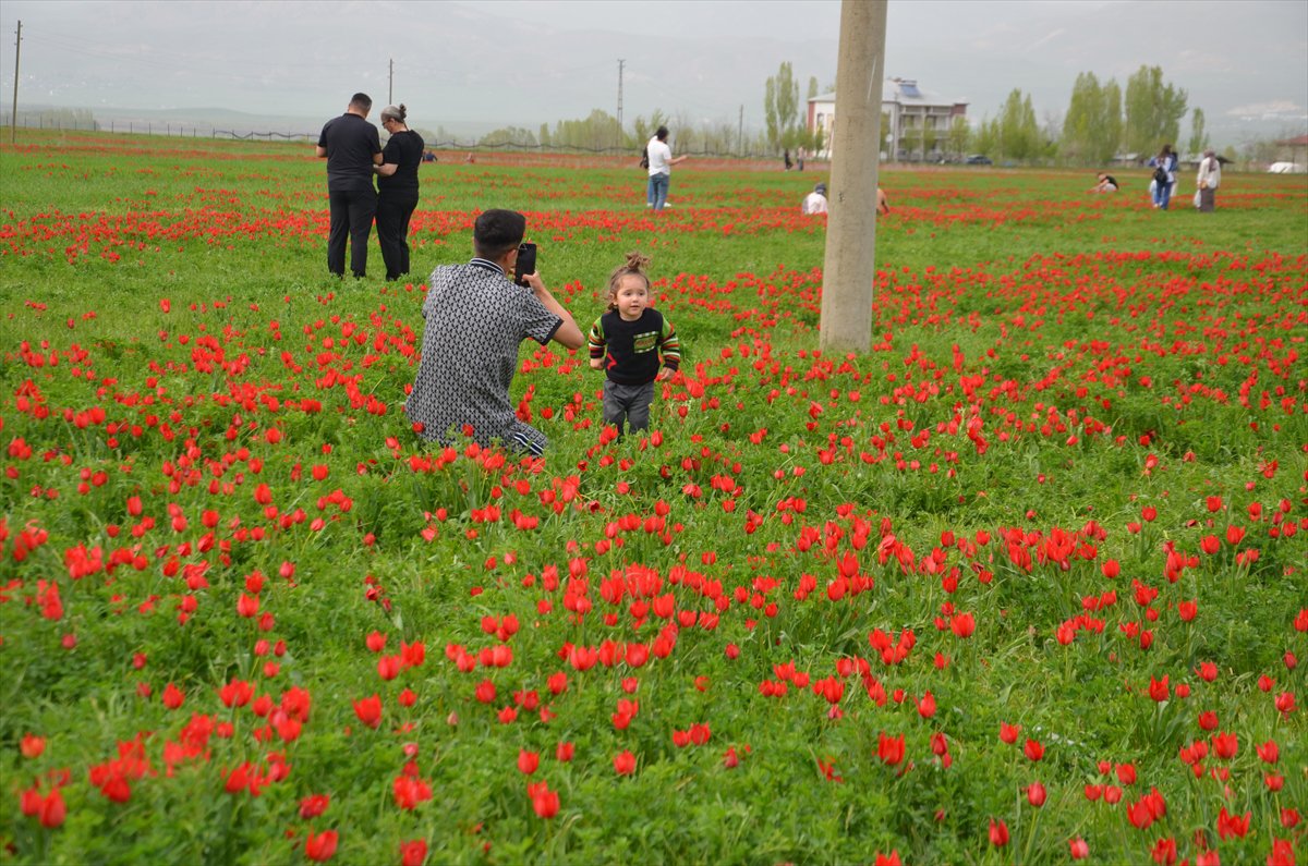 Tescilli laleler Muş’ta baharı müjdeliyor