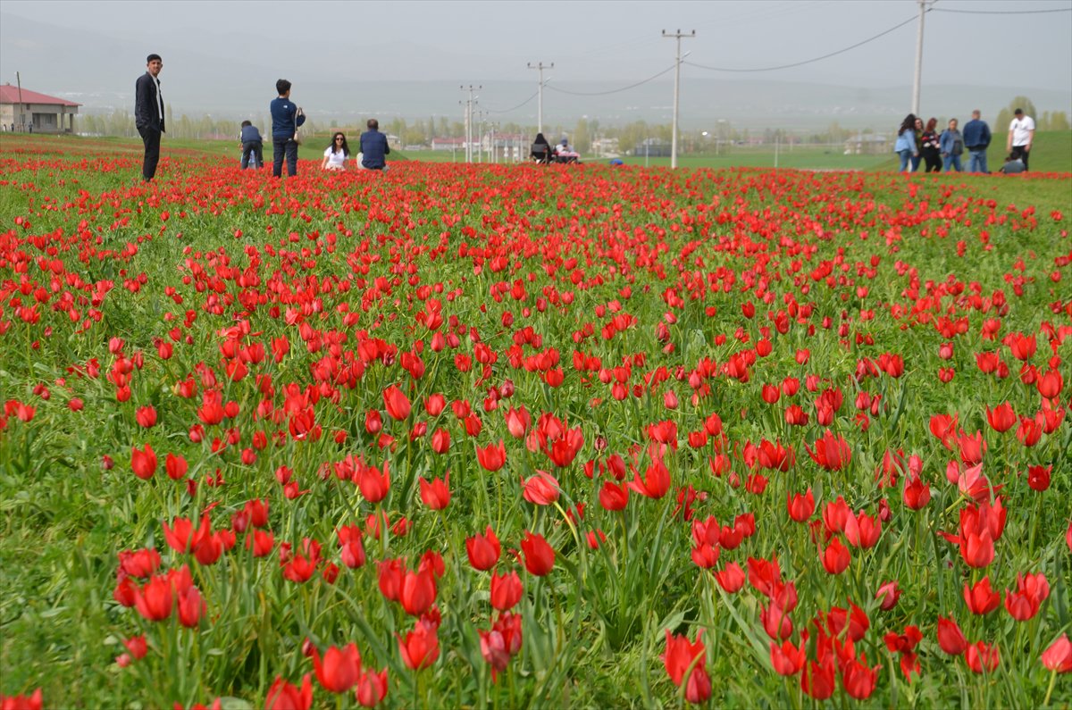 Tescilli laleler Muş’ta baharı müjdeliyor
