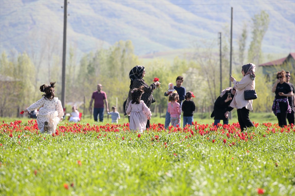 Tescilli laleler Muş’ta baharı müjdeliyor