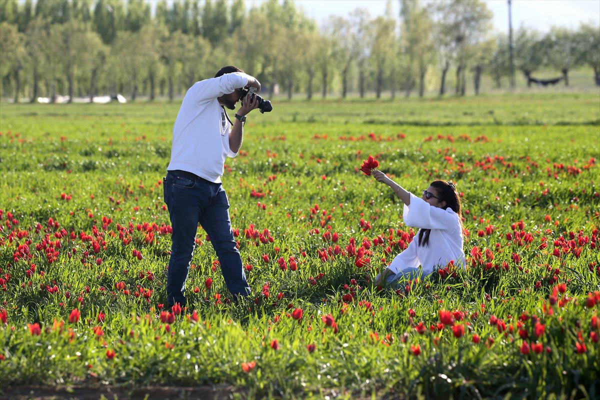 Tescilli laleler Muş’ta baharı müjdeliyor
