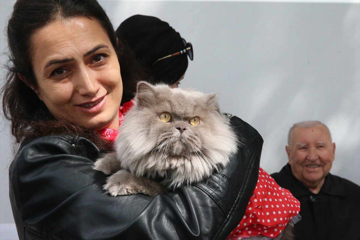 Tokat’ta minik pati şöleni: Kediler güzellik yarışmasında podyuma çıktı
