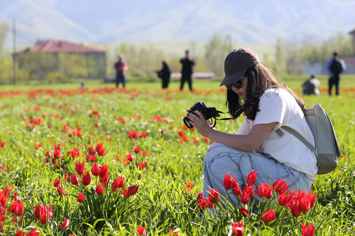 Tescilli laleler Muş’ta baharı müjdeliyor