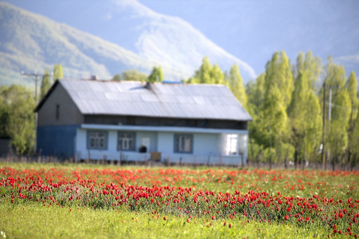 Tescilli laleler Muş’ta baharı müjdeliyor