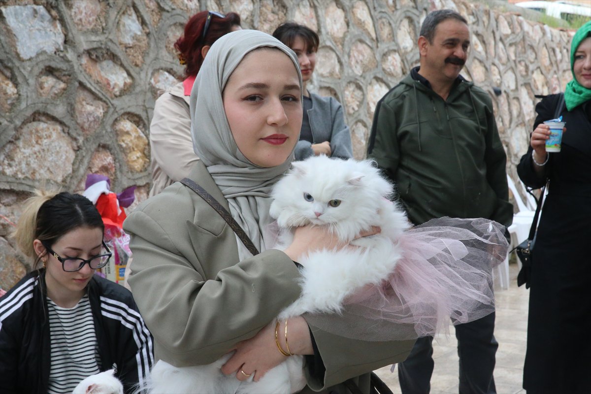 Tokat’ta minik pati şöleni: Kediler güzellik yarışmasında podyuma çıktı