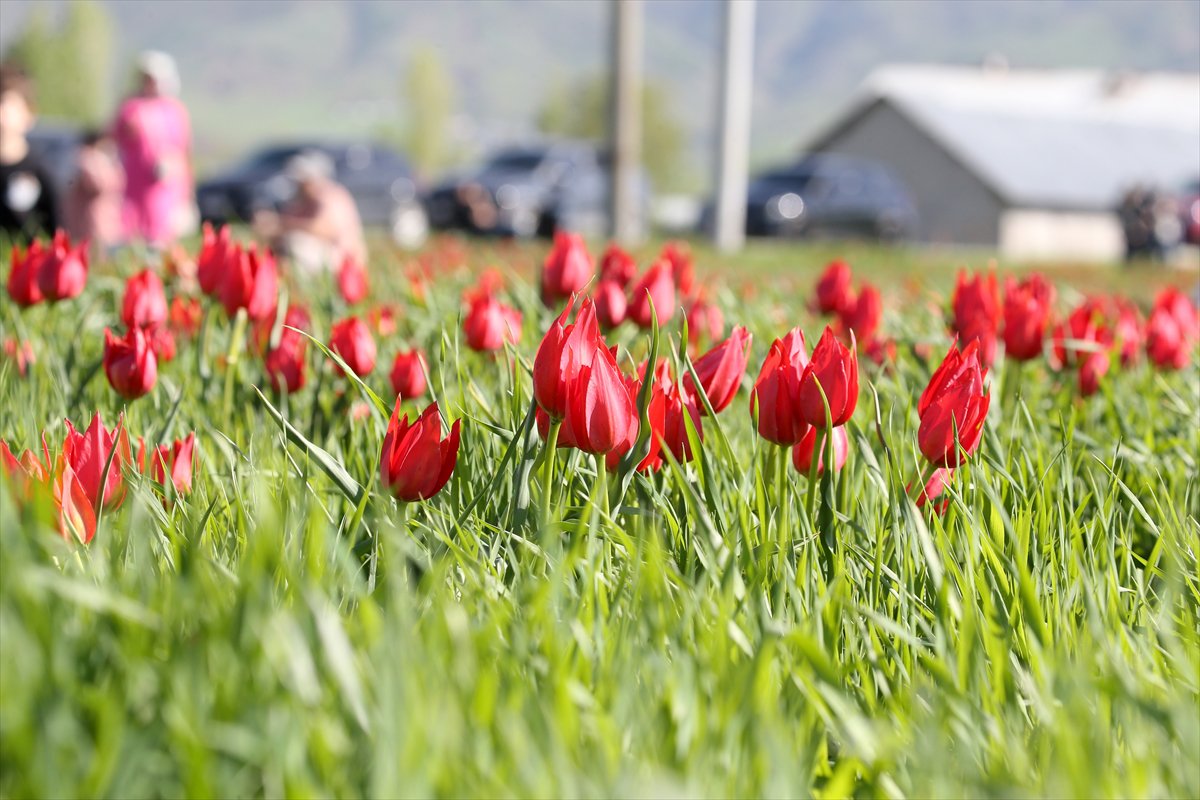 Tescilli laleler Muş’ta baharı müjdeliyor