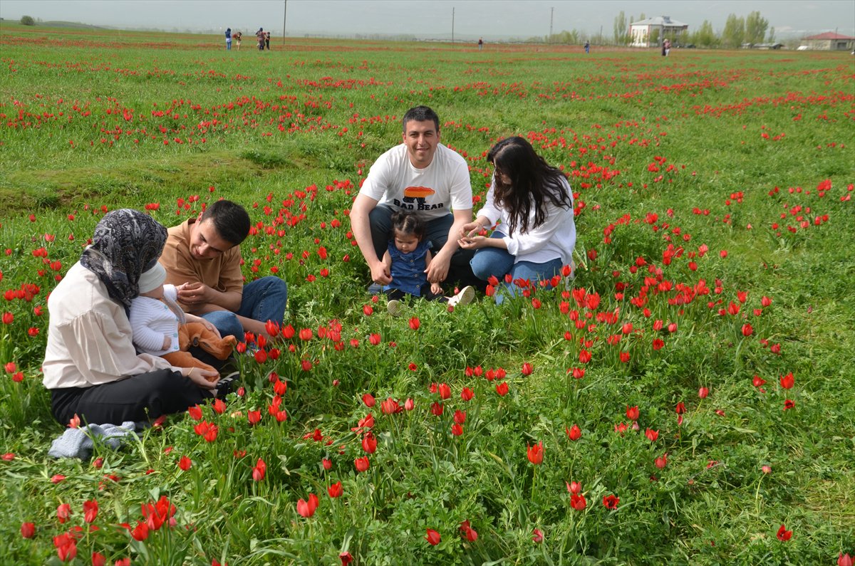 Tescilli laleler Muş’ta baharı müjdeliyor