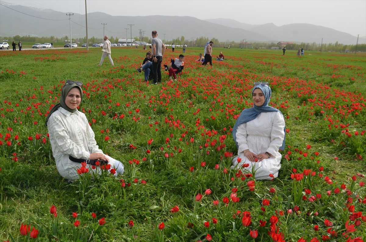 Tescilli laleler Muş’ta baharı müjdeliyor