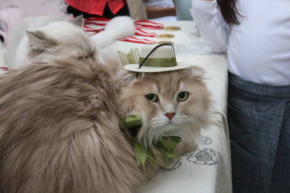 Tokat’ta minik pati şöleni: Kediler güzellik yarışmasında podyuma çıktı