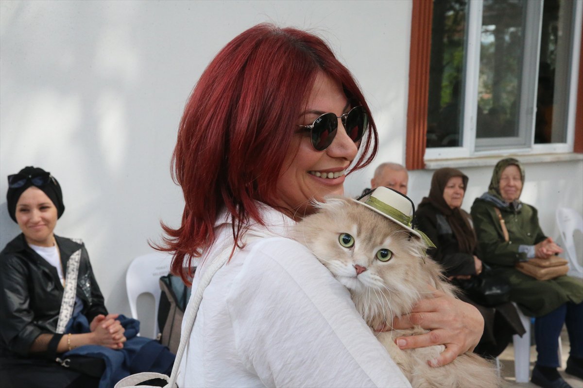 Tokat’ta minik pati şöleni: Kediler güzellik yarışmasında podyuma çıktı