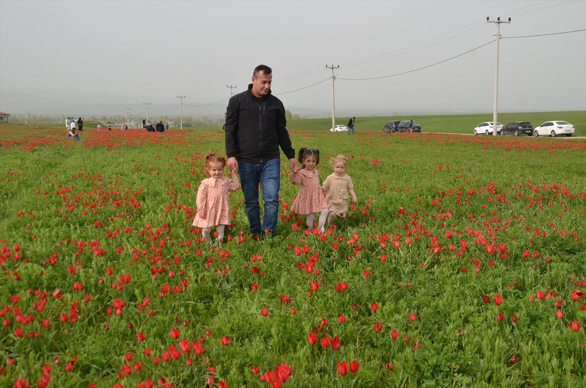 Tescilli laleler Muş’ta baharı müjdeliyor