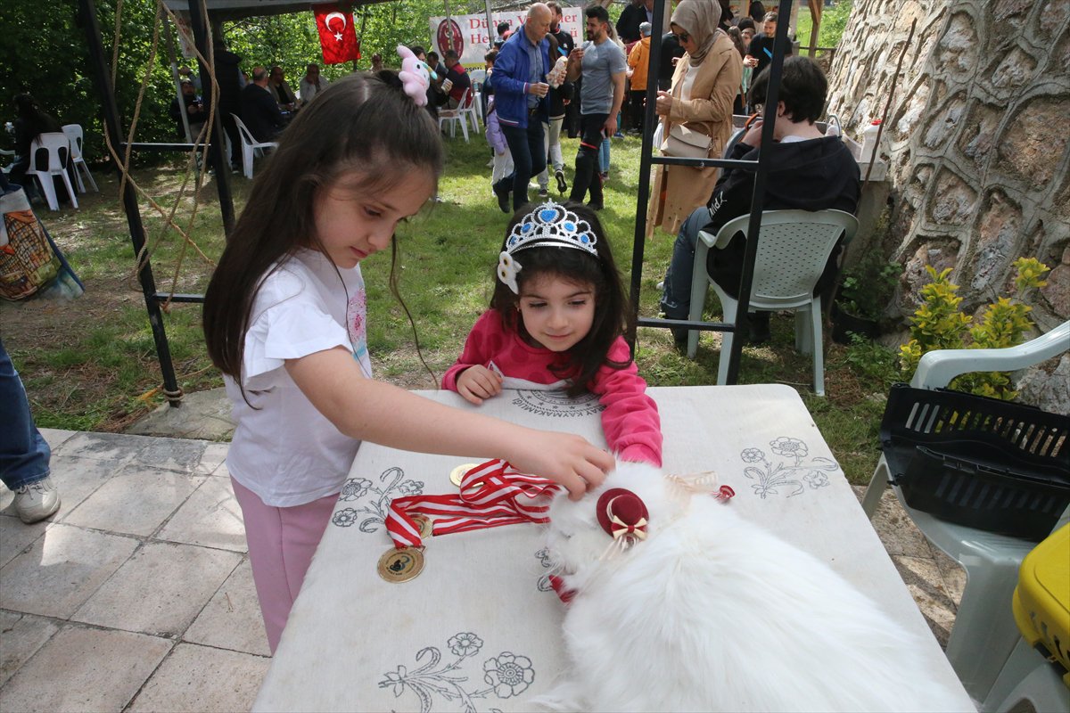 Tokat’ta minik pati şöleni: Kediler güzellik yarışmasında podyuma çıktı