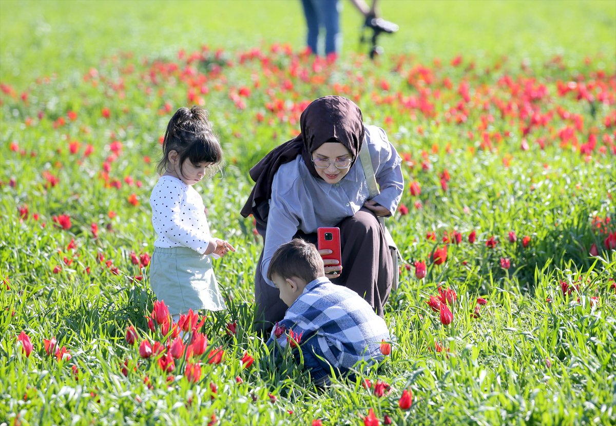Tescilli laleler Muş’ta baharı müjdeliyor