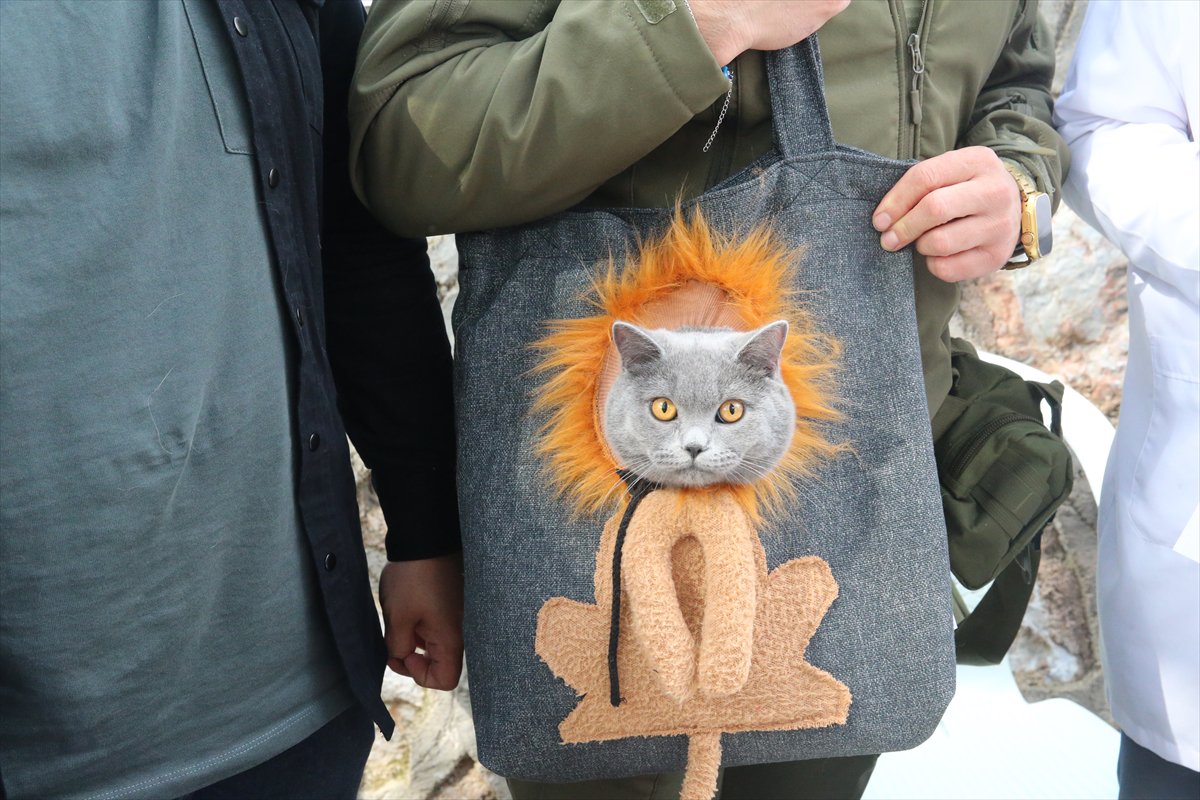 Tokat’ta minik pati şöleni: Kediler güzellik yarışmasında podyuma çıktı