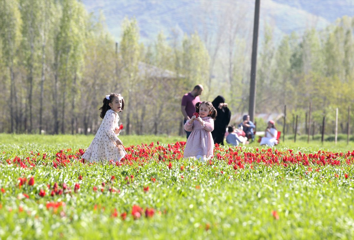 Tescilli laleler Muş’ta baharı müjdeliyor