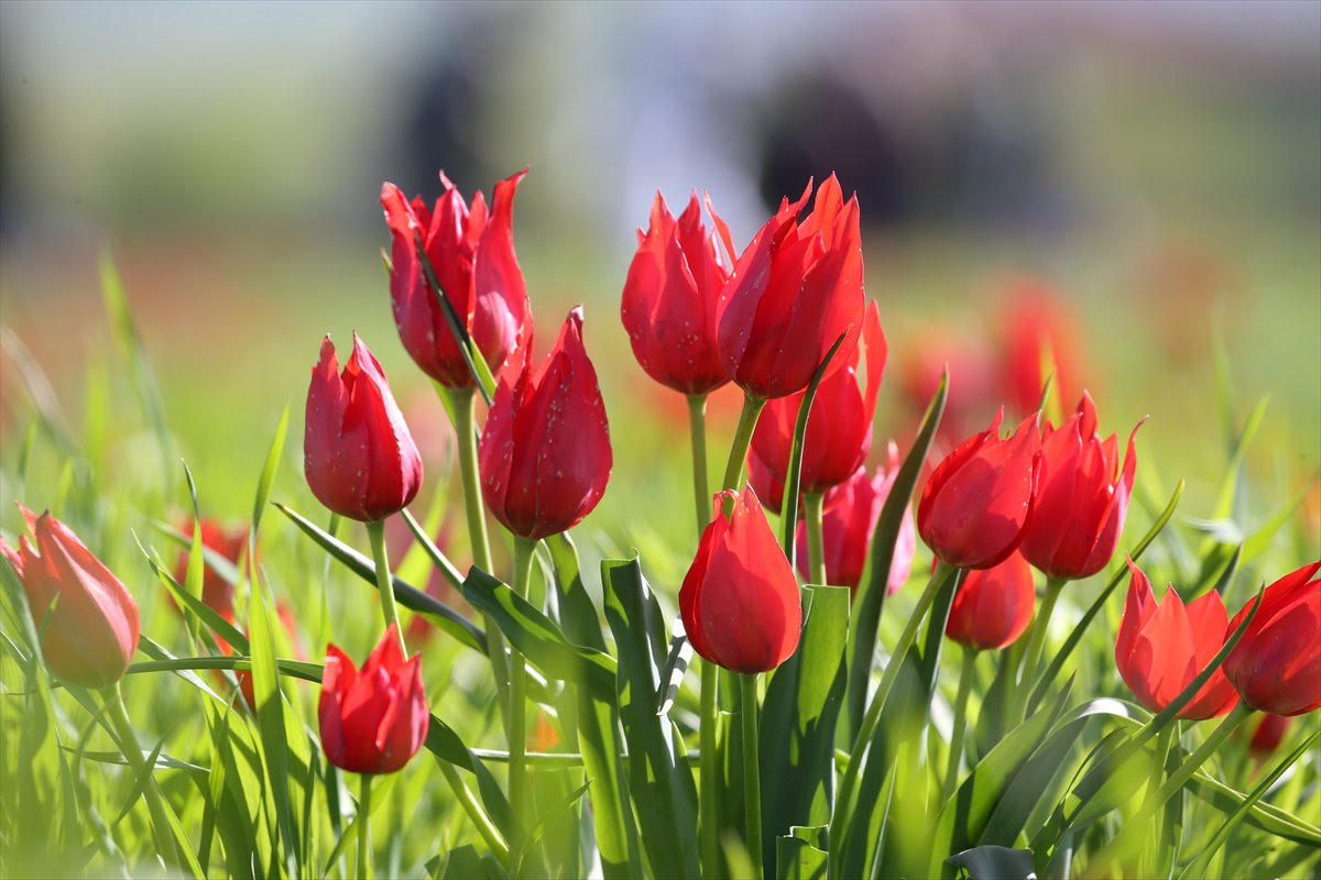 Tescilli laleler Muş’ta baharı müjdeliyor