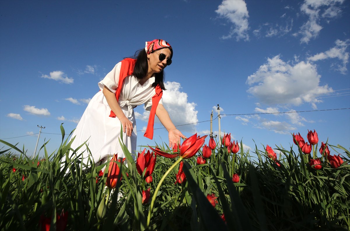 Tescilli laleler Muş’ta baharı müjdeliyor