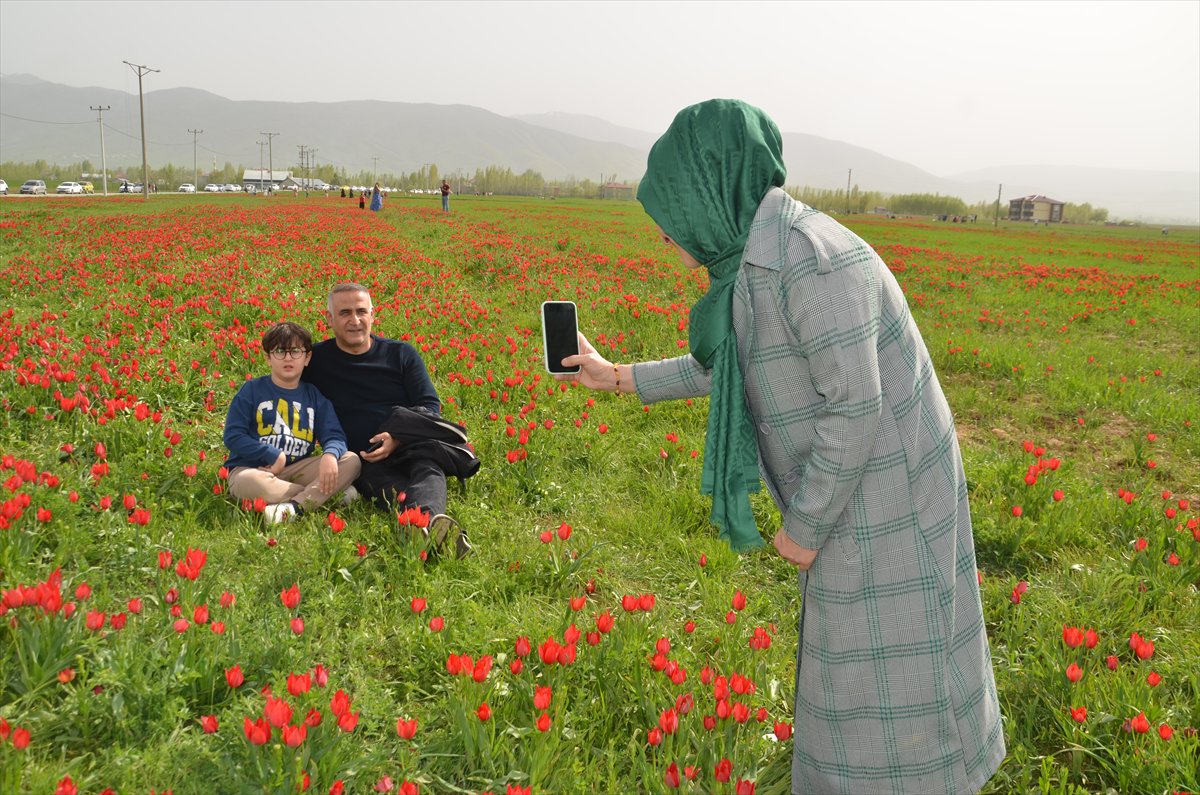 Tescilli laleler Muş’ta baharı müjdeliyor
