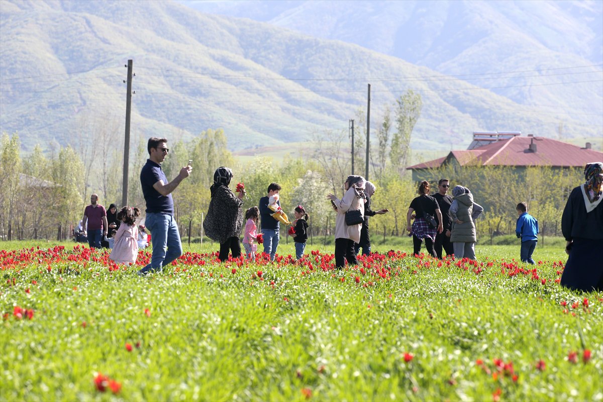 Tescilli laleler Muş’ta baharı müjdeliyor