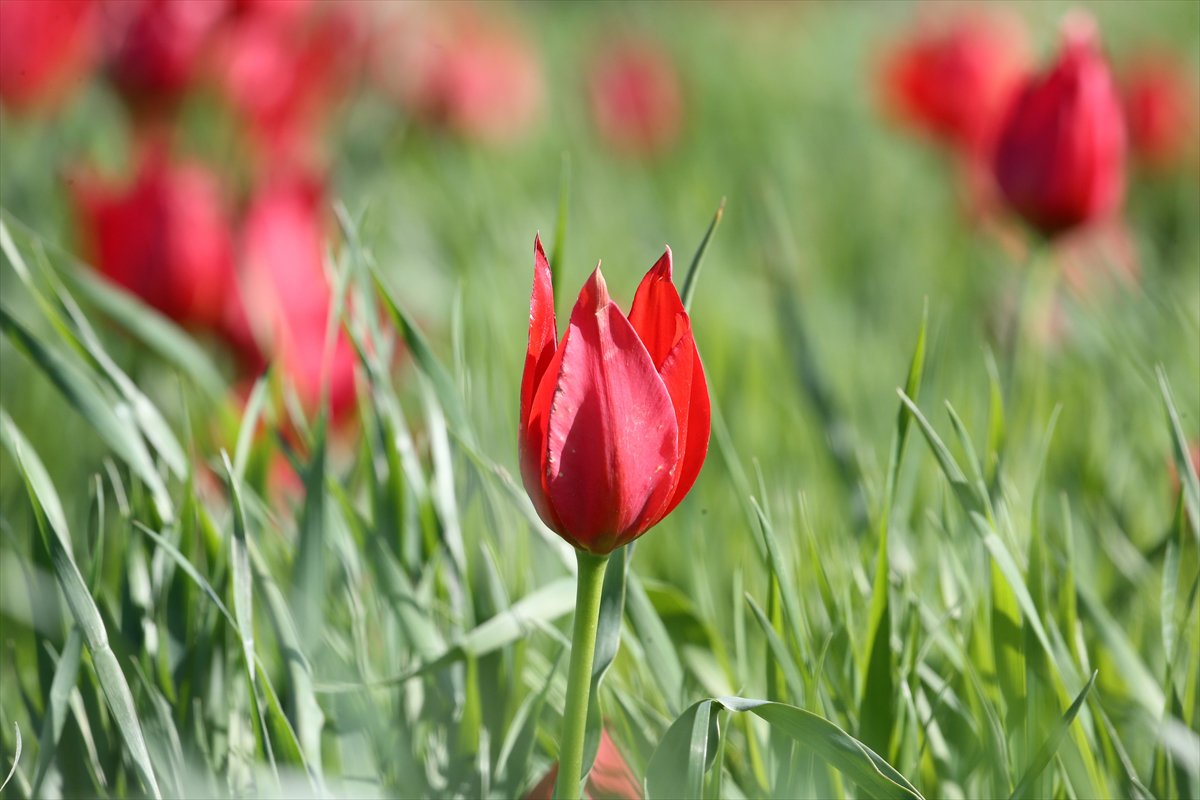 Tescilli laleler Muş’ta baharı müjdeliyor