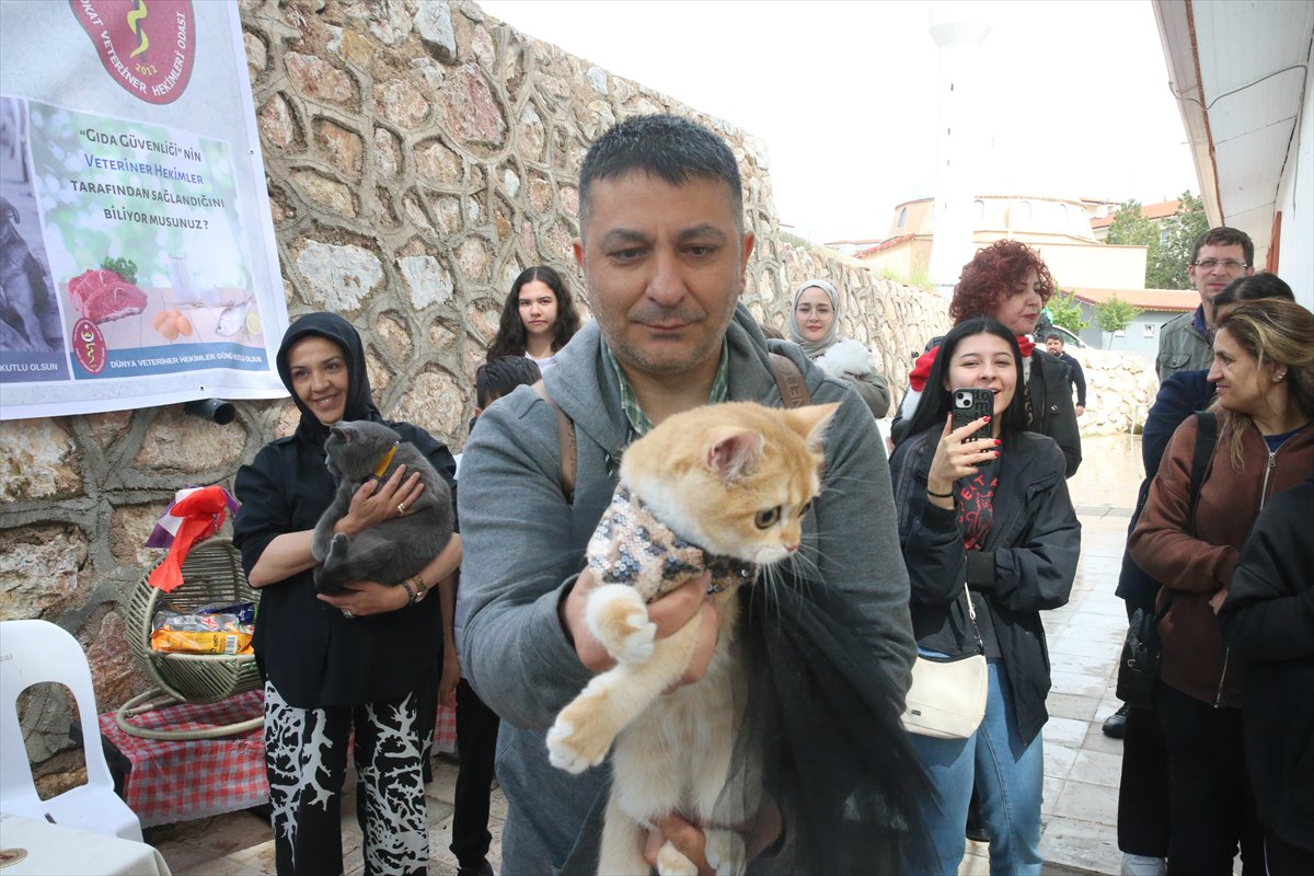 Tokat’ta minik pati şöleni: Kediler güzellik yarışmasında podyuma çıktı