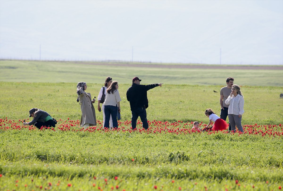 Tescilli laleler Muş’ta baharı müjdeliyor