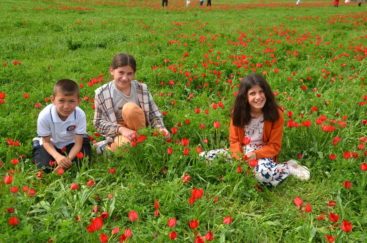 Tescilli laleler Muş’ta baharı müjdeliyor