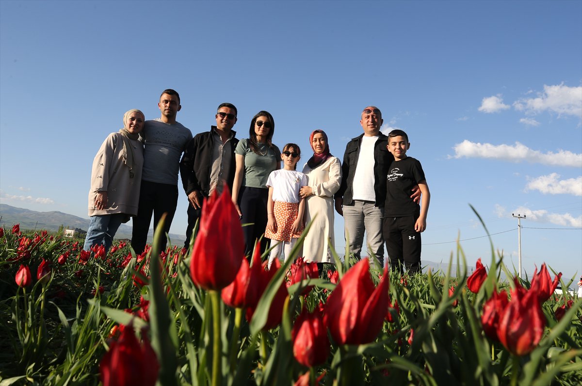 Tescilli laleler Muş’ta baharı müjdeliyor