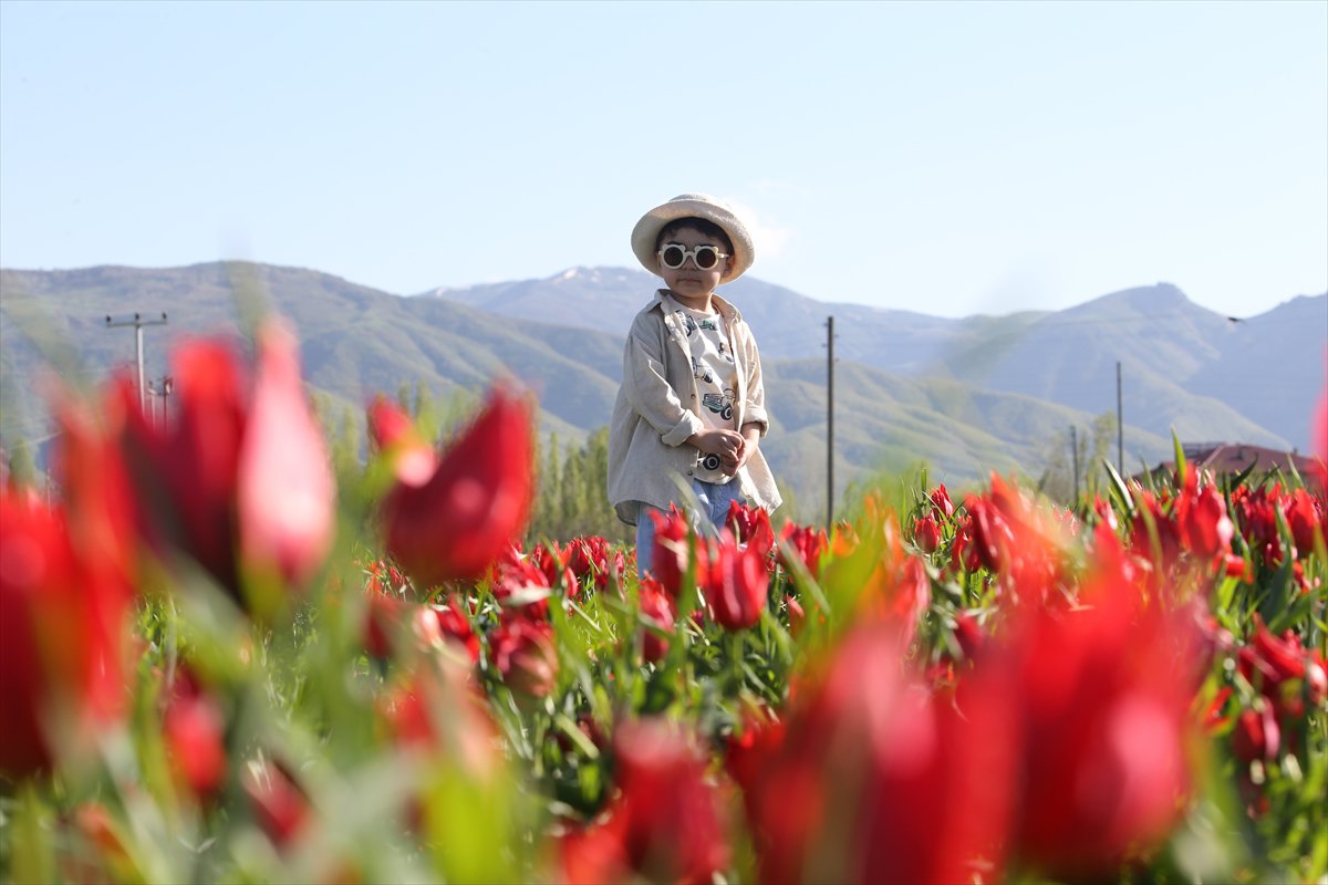 Tescilli laleler Muş’ta baharı müjdeliyor