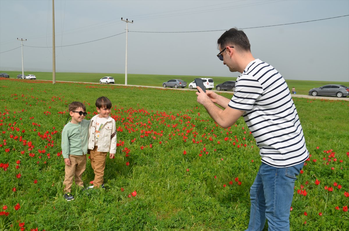 Tescilli laleler Muş’ta baharı müjdeliyor