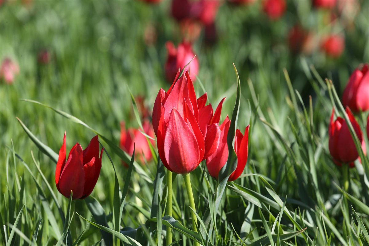 Tescilli laleler Muş’ta baharı müjdeliyor