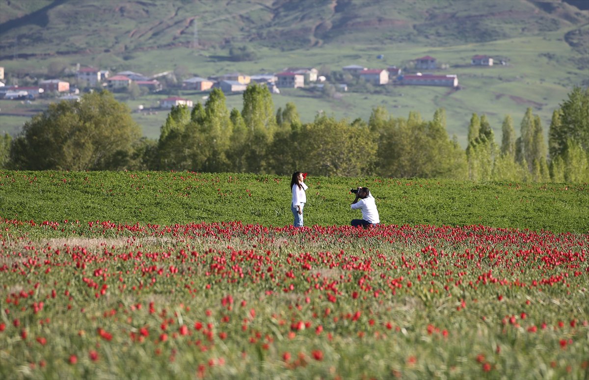 Tescilli laleler Muş’ta baharı müjdeliyor