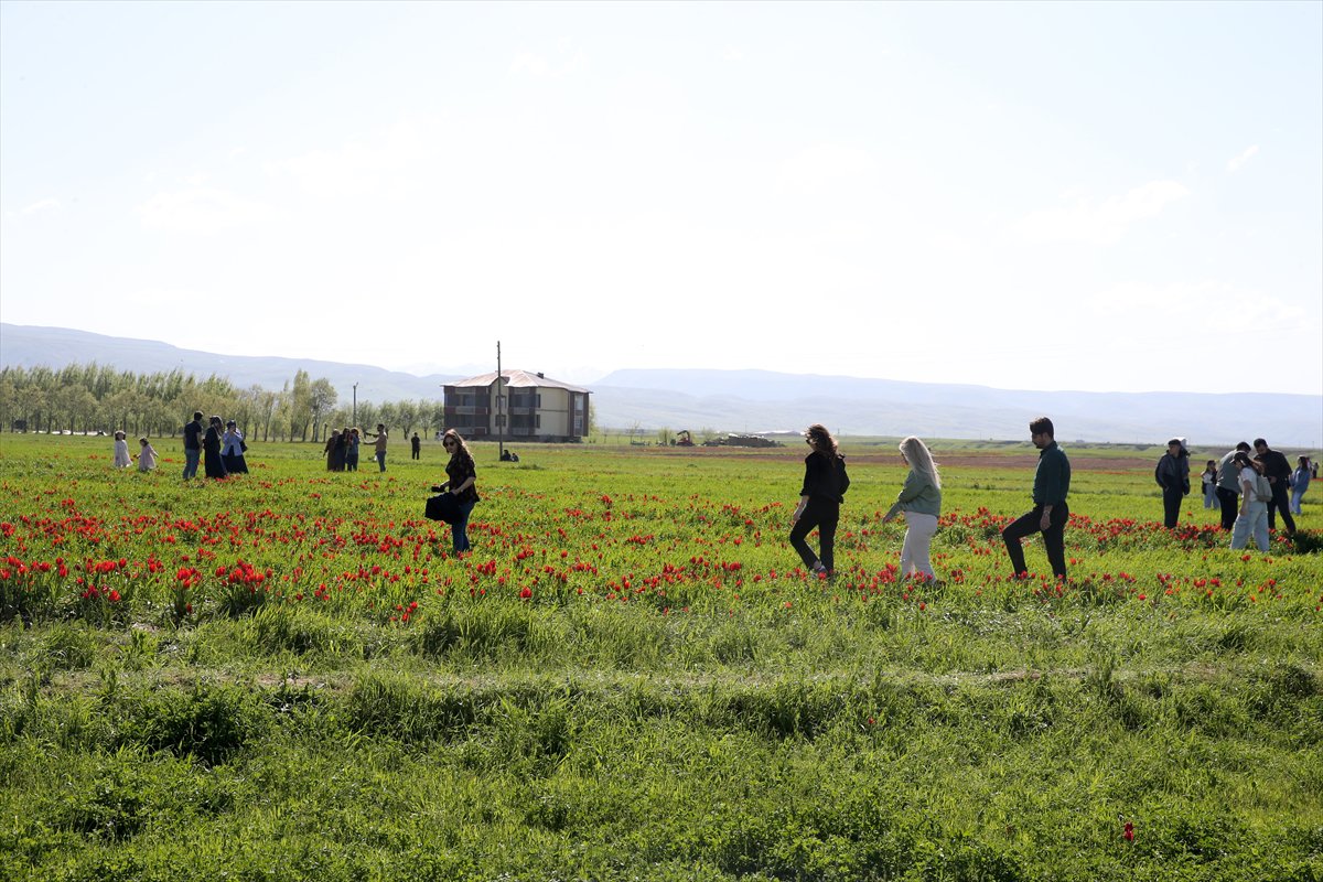 Tescilli laleler Muş’ta baharı müjdeliyor