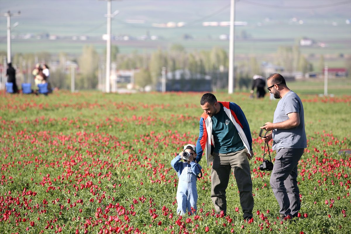 Tescilli laleler Muş’ta baharı müjdeliyor
