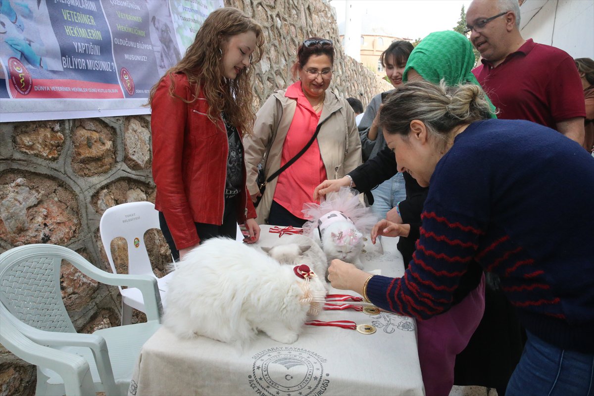 Tokat’ta minik pati şöleni: Kediler güzellik yarışmasında podyuma çıktı