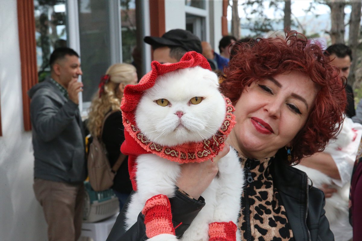 Tokat’ta minik pati şöleni: Kediler güzellik yarışmasında podyuma çıktı