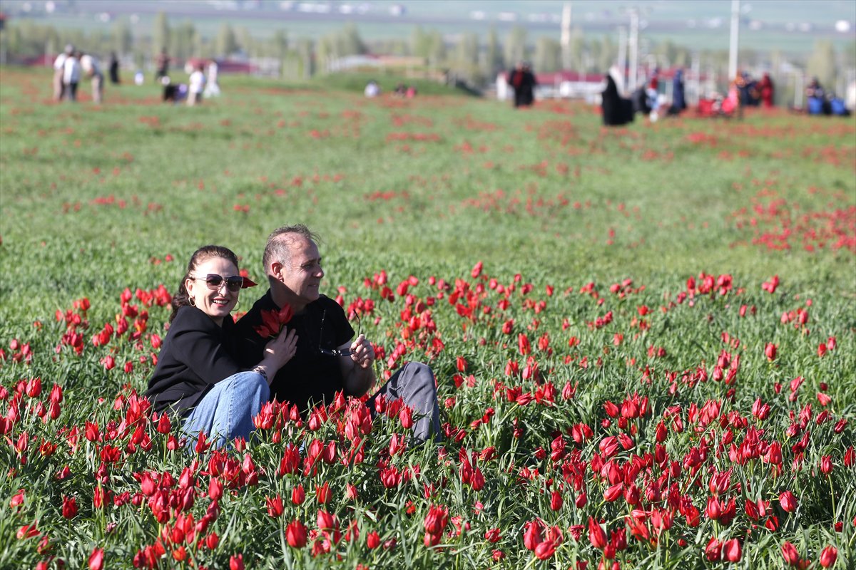 Tescilli laleler Muş’ta baharı müjdeliyor
