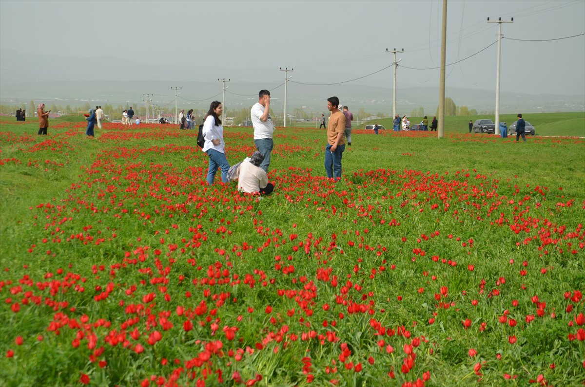 Tescilli laleler Muş’ta baharı müjdeliyor