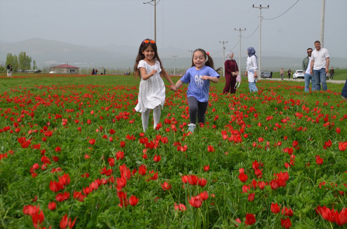 Tescilli laleler Muş’ta baharı müjdeliyor