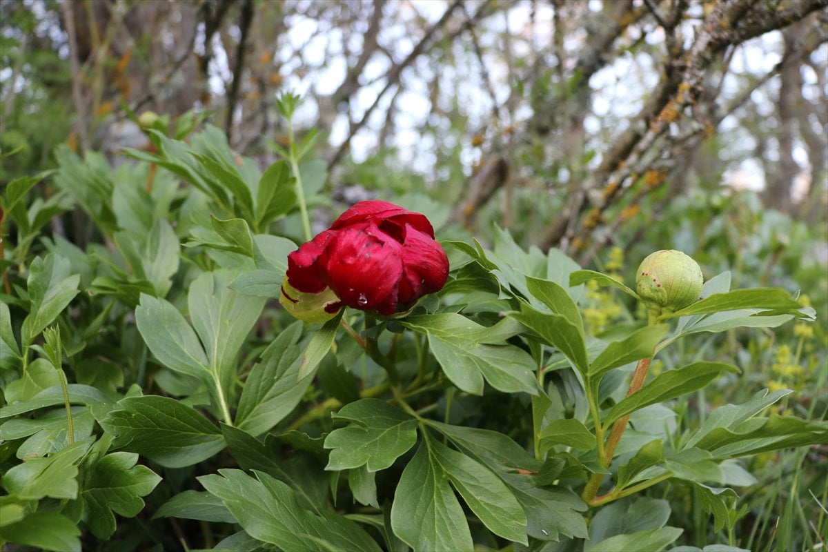 Karabük’te baharın habercisi 'ayı gülü' açtı
