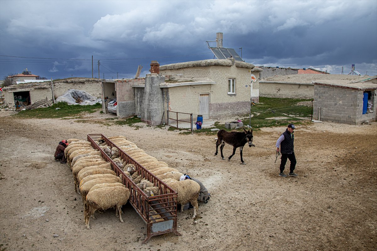 Konya'da koyunlar geleneksel 'koşan' yöntemiyle sağılıyor