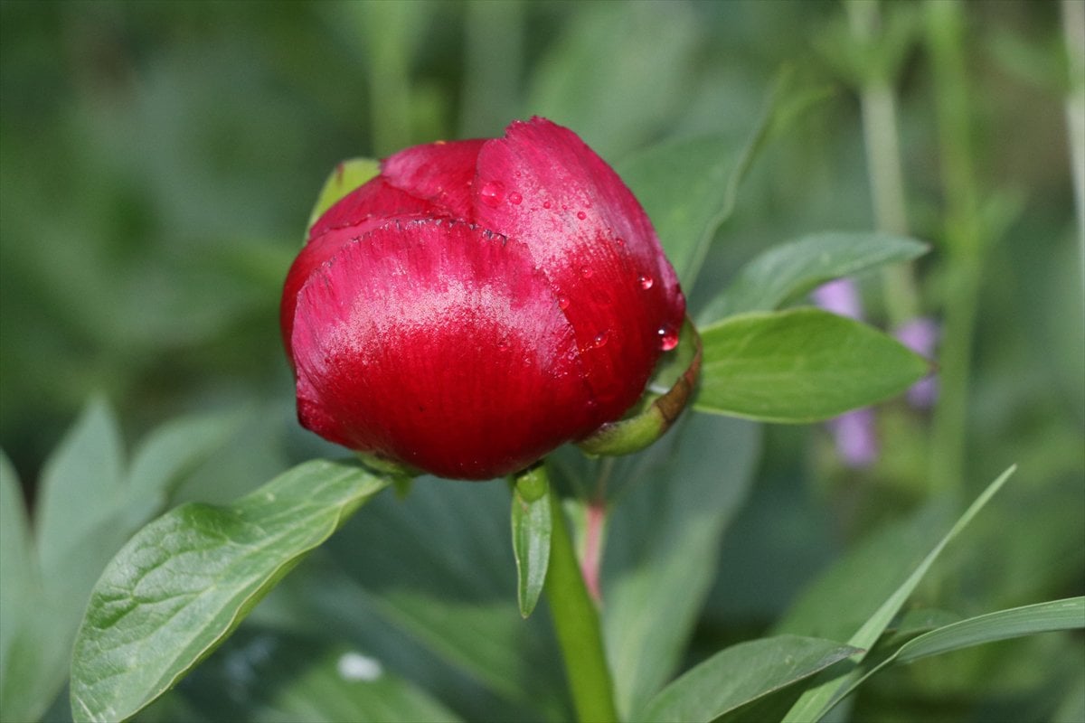 Karabük’te baharın habercisi 'ayı gülü' açtı