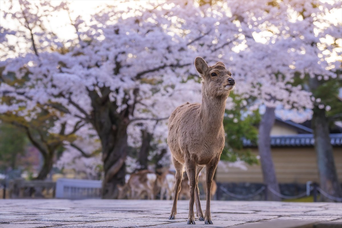 Japonya'da tarihin ve doğanın iç içe geçtiği büyülü Nara Parkı